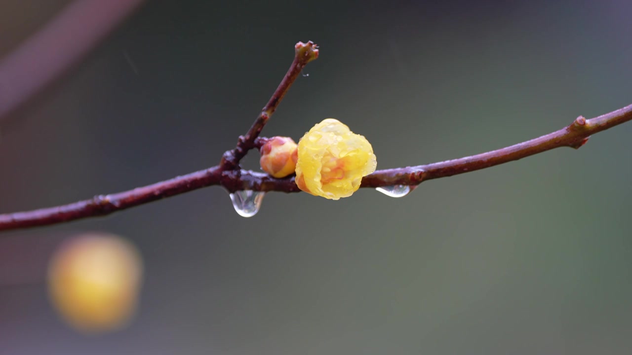 “金陵第一园”南京瞻园雨中蜡梅飘香 园林下雨 雨滴视频素材