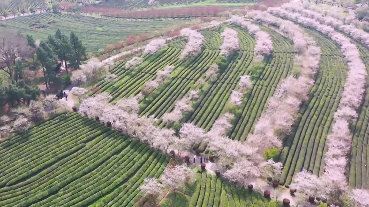 4K航拍凤凰沟最美樱花视频下载