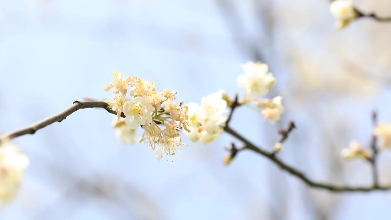 4K各种春花樱花海棠花铜钱草等视频下载