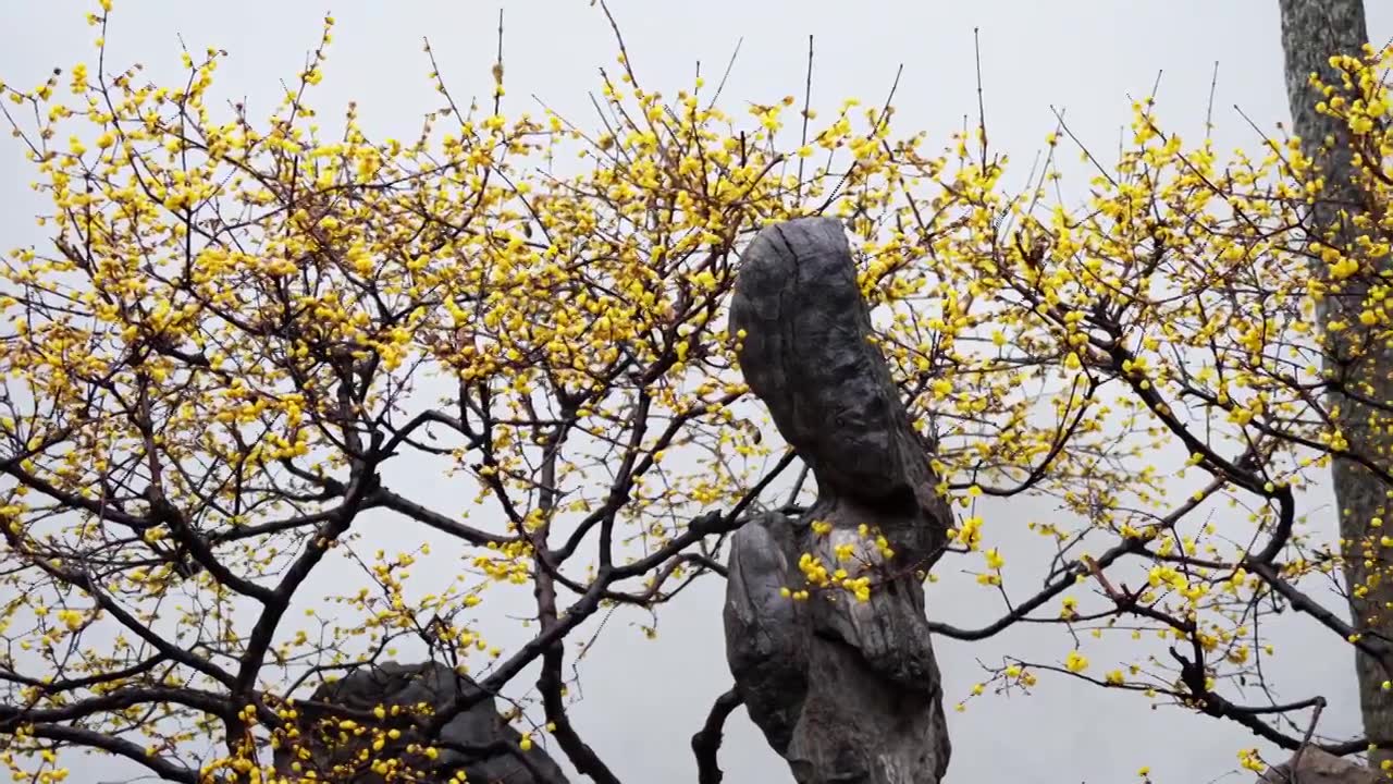 南京瞻园雨中蜡梅花开 窗户灯笼 传统文化 古风 夜晚视频素材