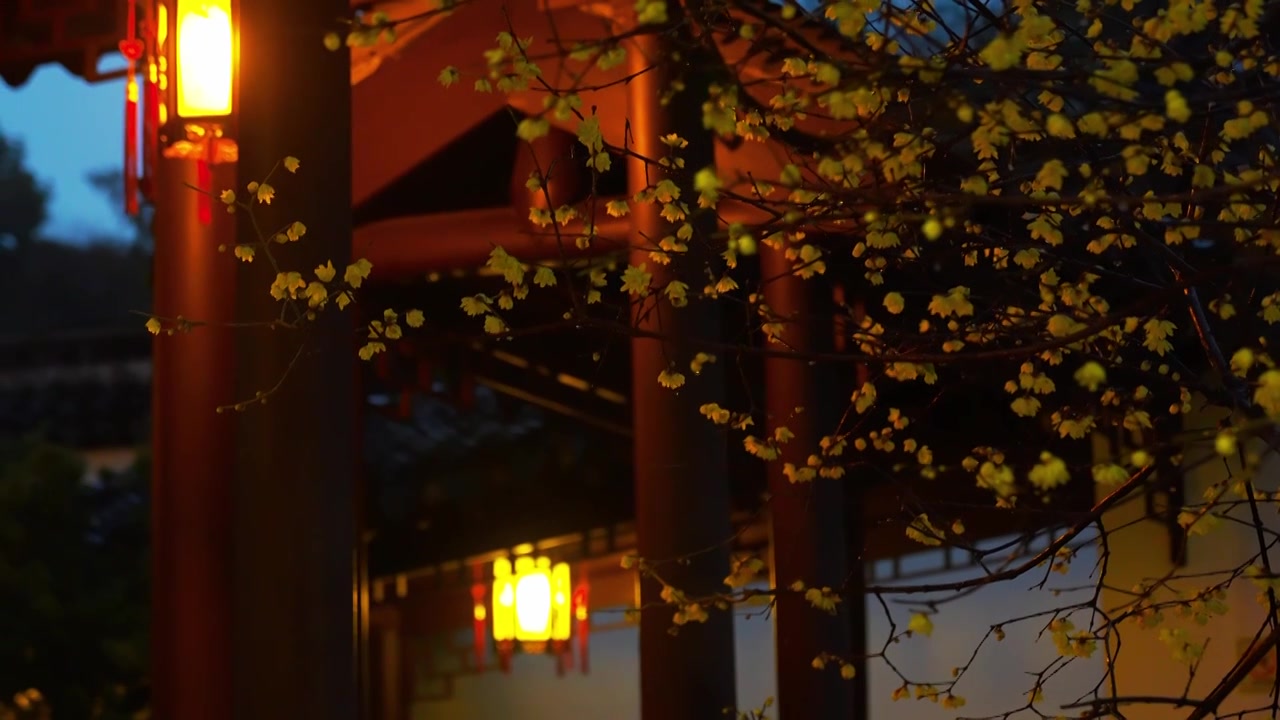 南京瞻园雨中蜡梅花开 窗户灯笼 传统文化 古风 夜晚视频素材