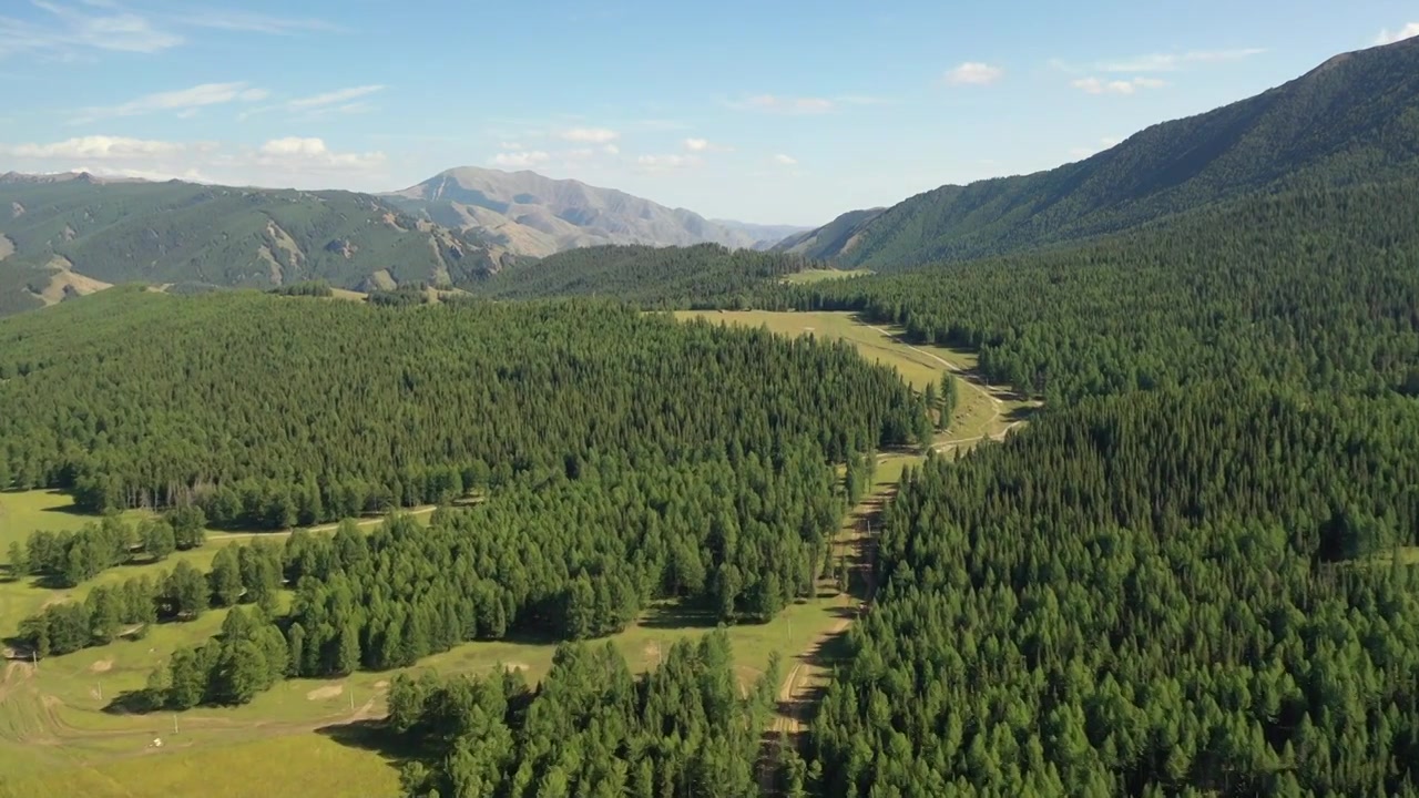 原创 新疆哈密东天山草原松树塘森林航拍视频素材