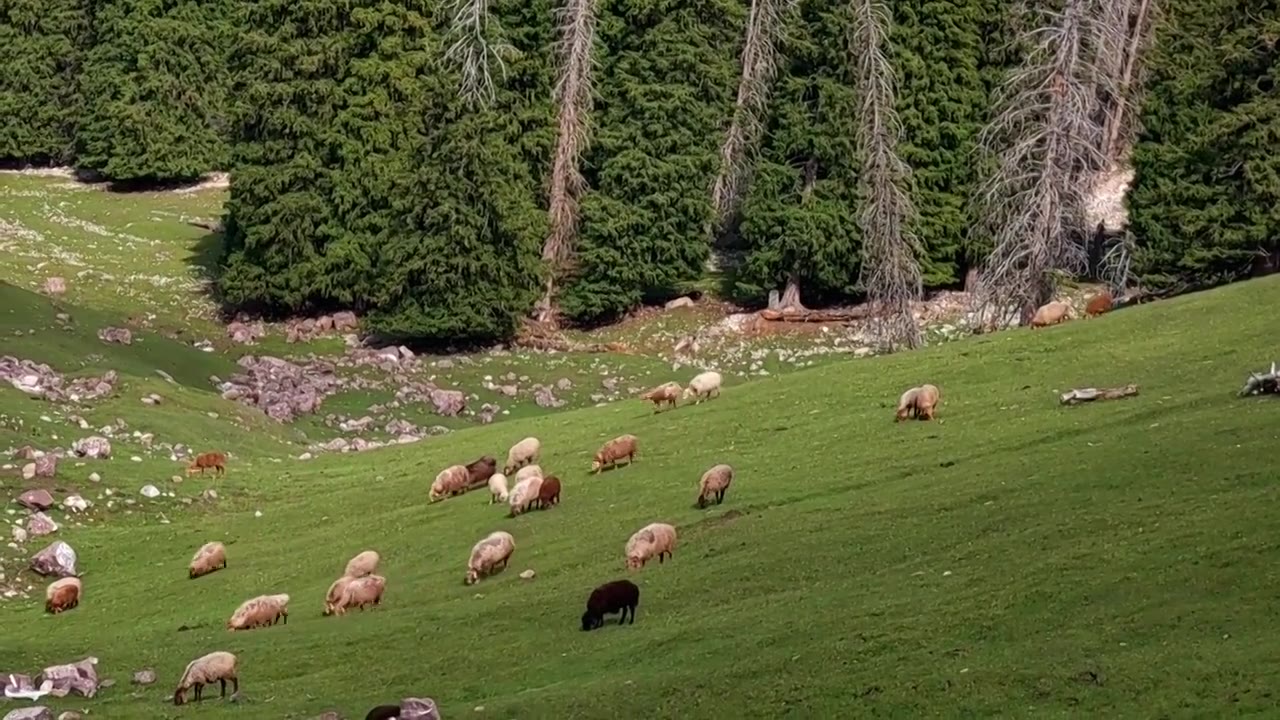 新疆伊犁伊昭公路高山草原风光视频素材