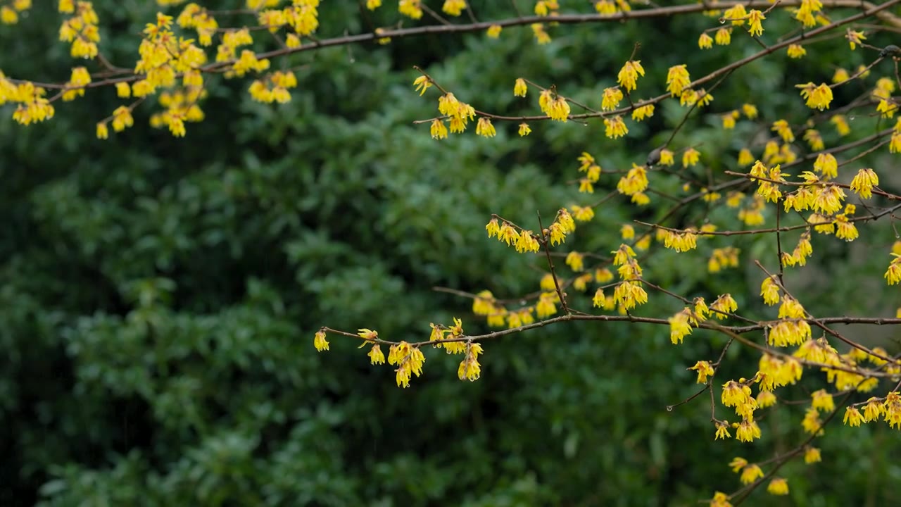 下雨天雨水从腊梅花枝上滴落下来视频素材