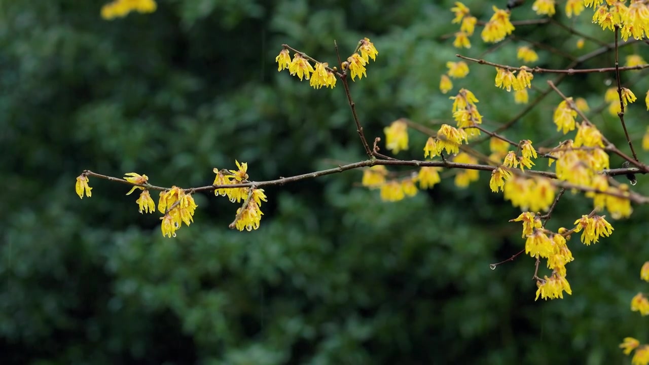 下雨天雨水从腊梅花枝上滴落下来视频素材