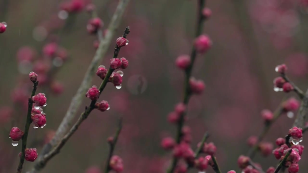 雨天里西溪湿地盛开的梅花视频素材