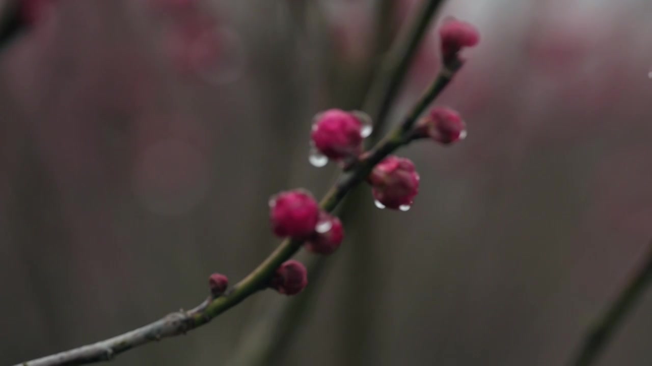 雨天里西溪湿地盛开的梅花视频素材