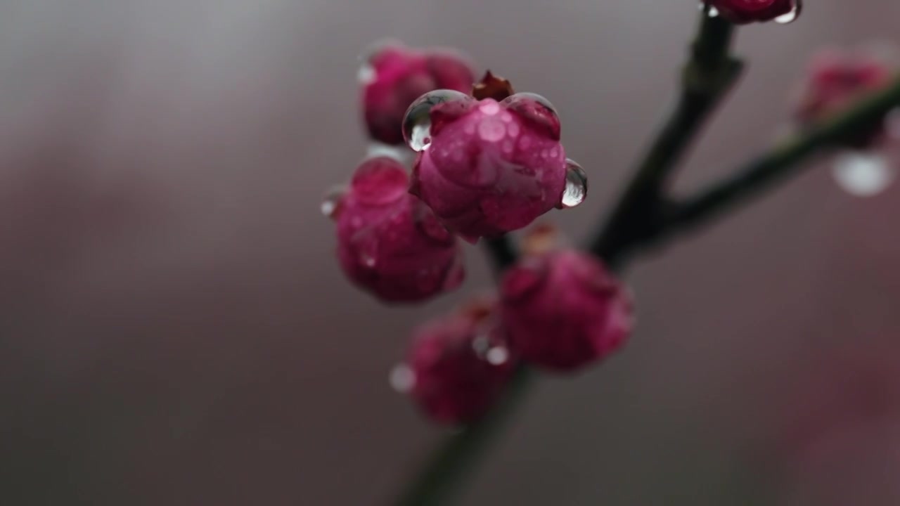 雨天里西溪湿地盛开的梅花视频素材