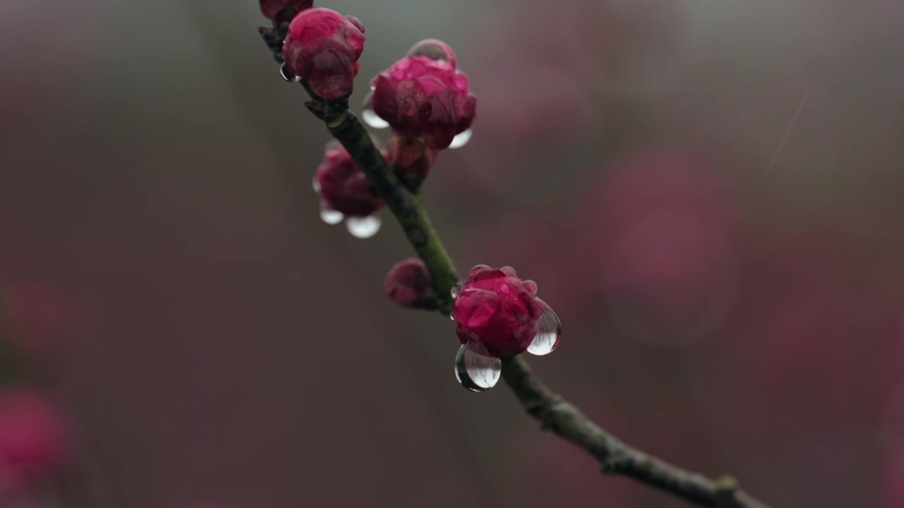 雨天里西溪湿地盛开的梅花视频素材