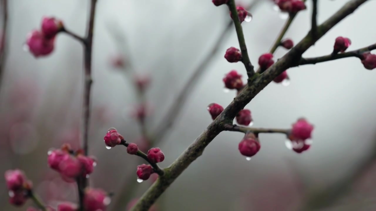 雨天里西溪湿地盛开的梅花视频素材