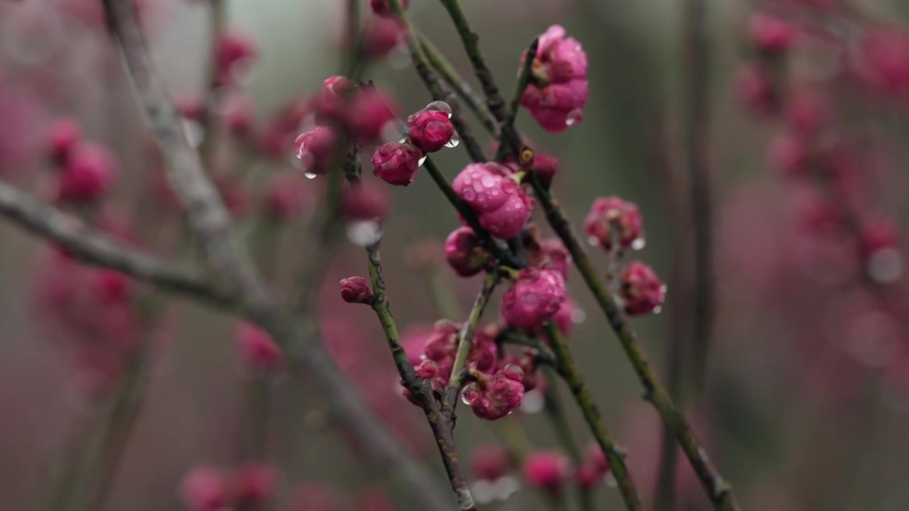 雨天里西溪湿地盛开的梅花视频素材