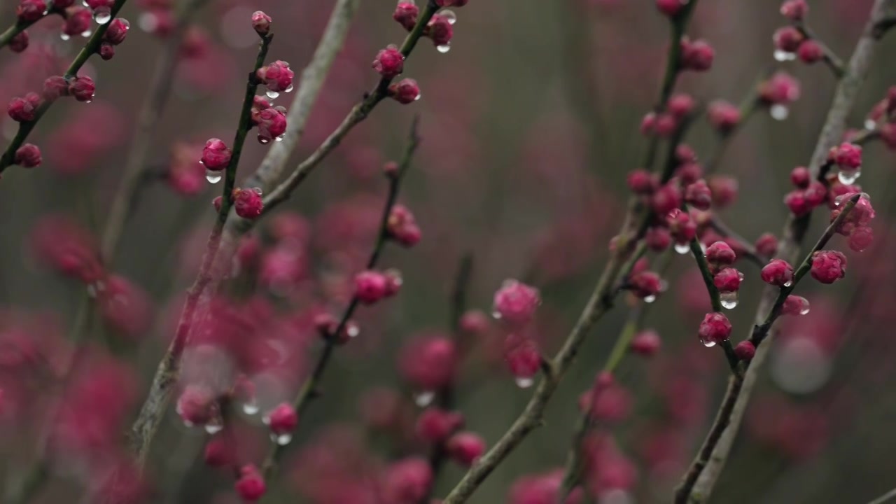 雨天里西溪湿地盛开的梅花视频素材