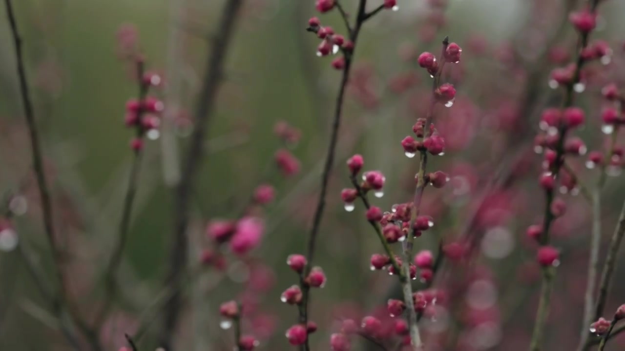 雨天里西溪湿地盛开的梅花视频素材