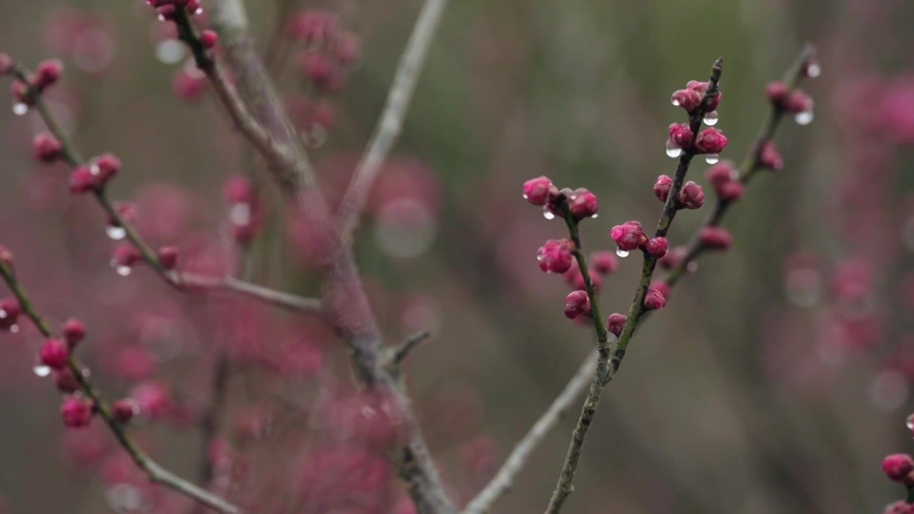 雨天里西溪湿地盛开的梅花视频素材