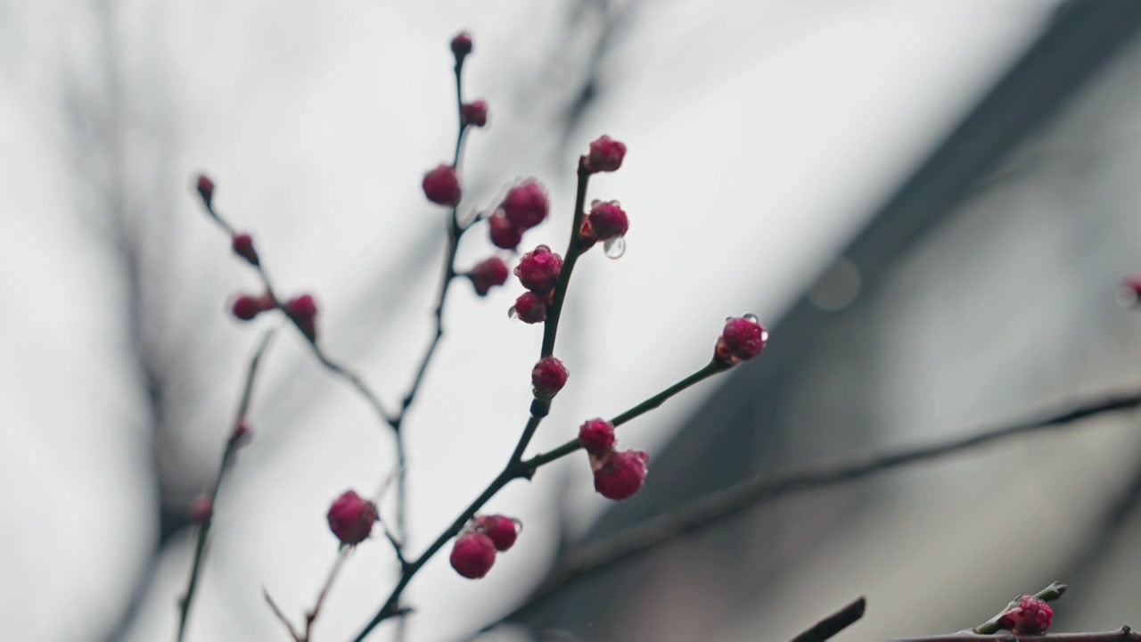 雨天里西溪湿地盛开的梅花视频素材