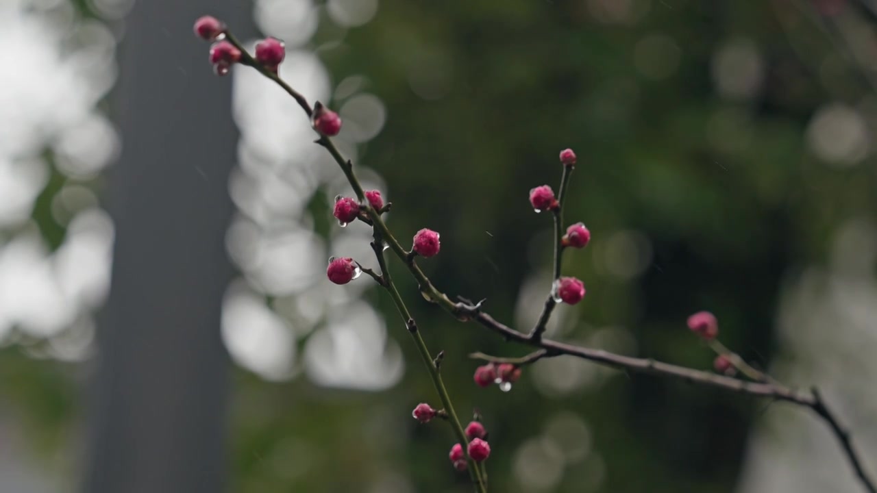 雨天里西溪湿地盛开的梅花视频素材