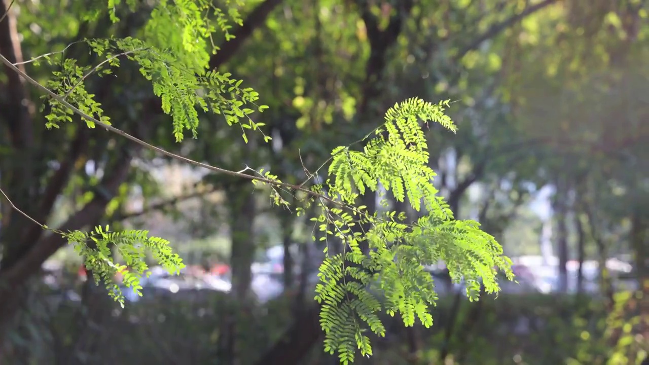 逆光下的树叶/银合欢树叶视频素材