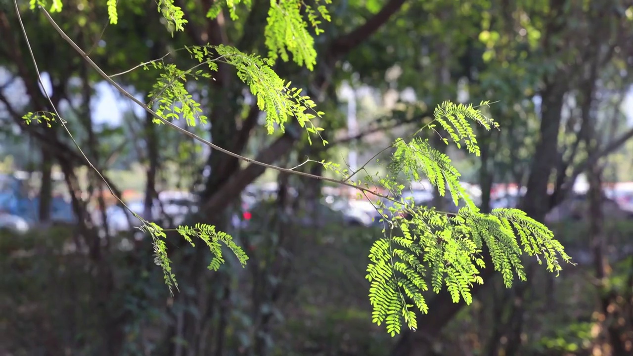 逆光下的树叶/银合欢树叶视频素材