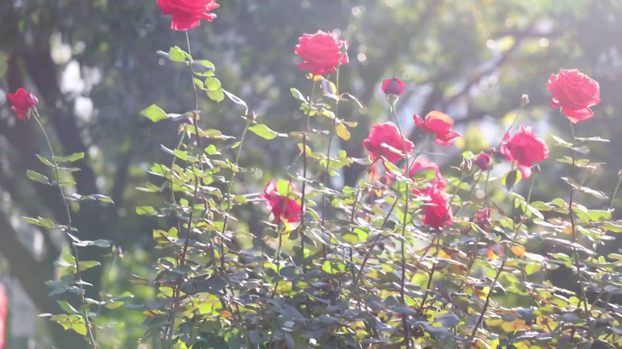 玫瑰花海视频素材