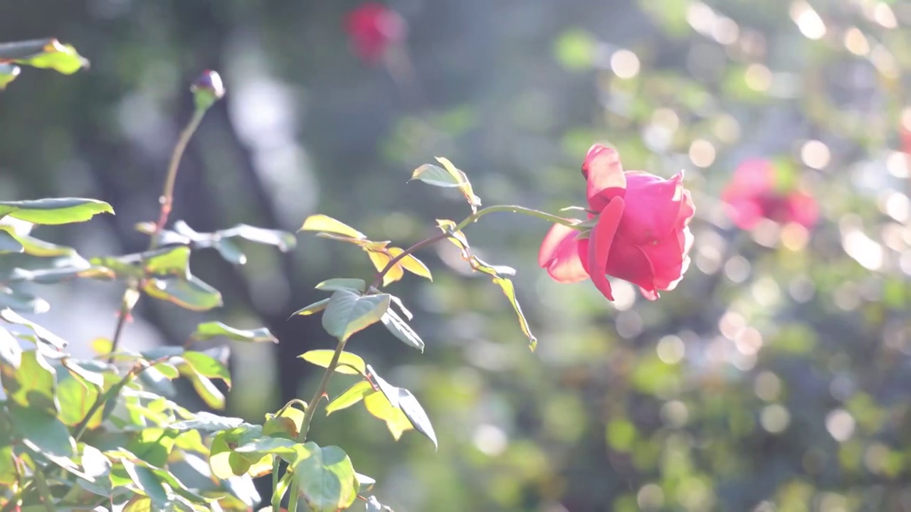 玫瑰花海视频素材