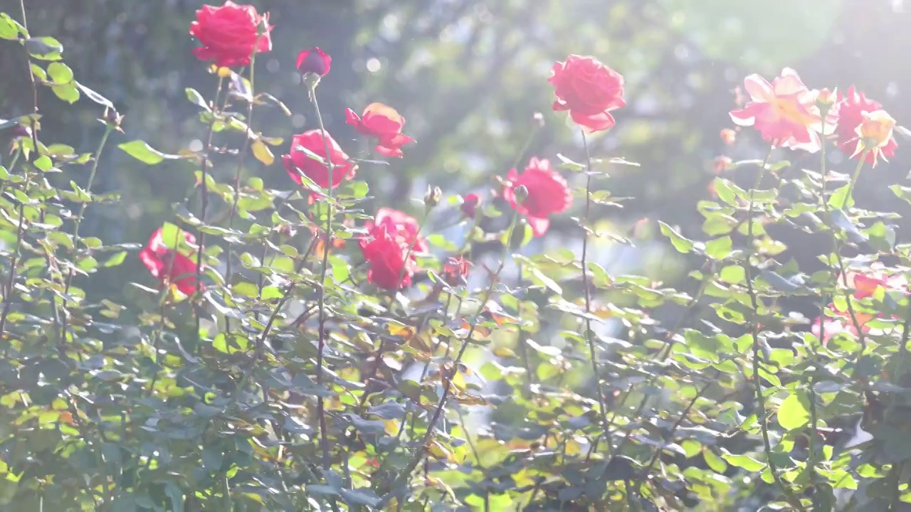 玫瑰花海视频素材