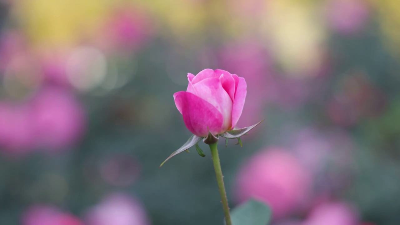 玫瑰花海视频素材