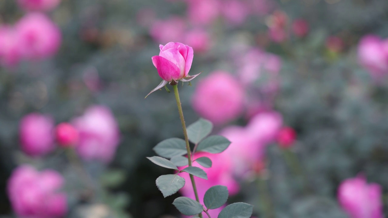 玫瑰花海视频素材