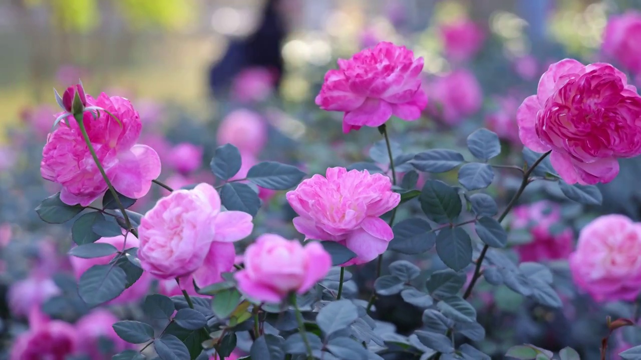 玫瑰花海视频素材