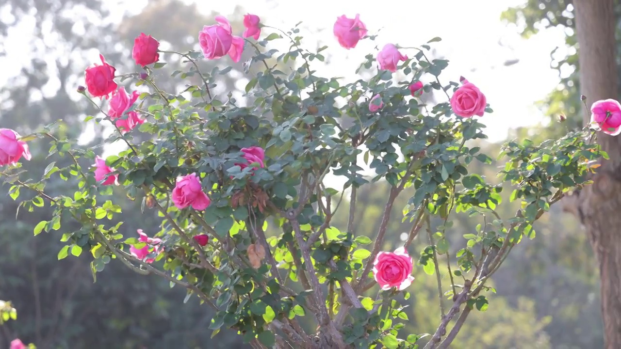 玫瑰花海视频素材