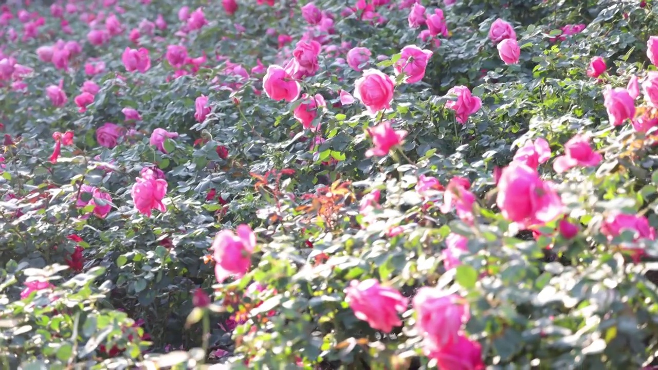 玫瑰花海视频素材