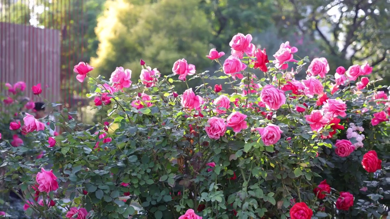 玫瑰花海视频素材