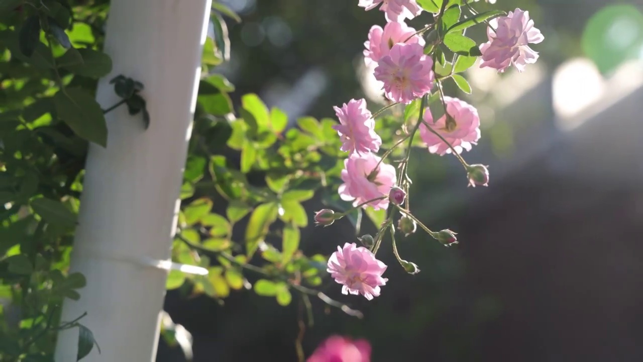 玫瑰花海视频素材