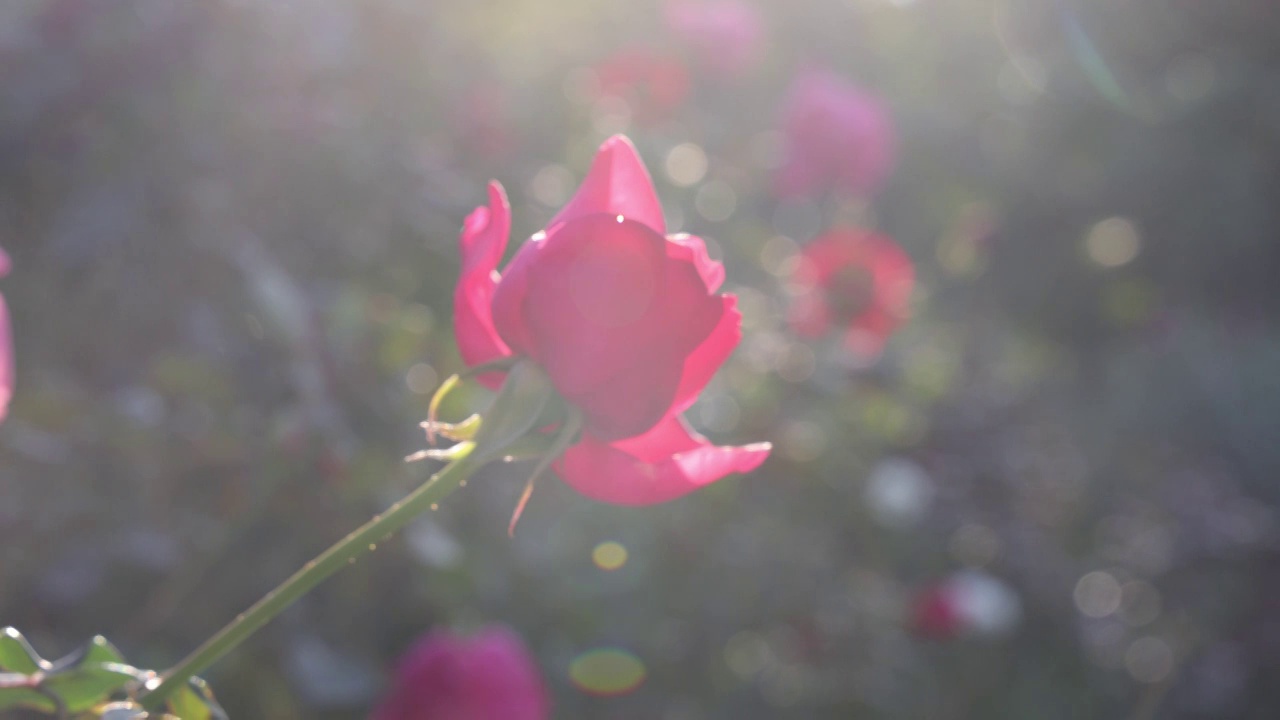 玫瑰花海视频素材