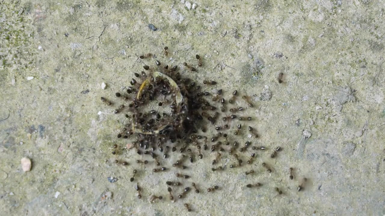 正在觅食的蚂蚁视频素材