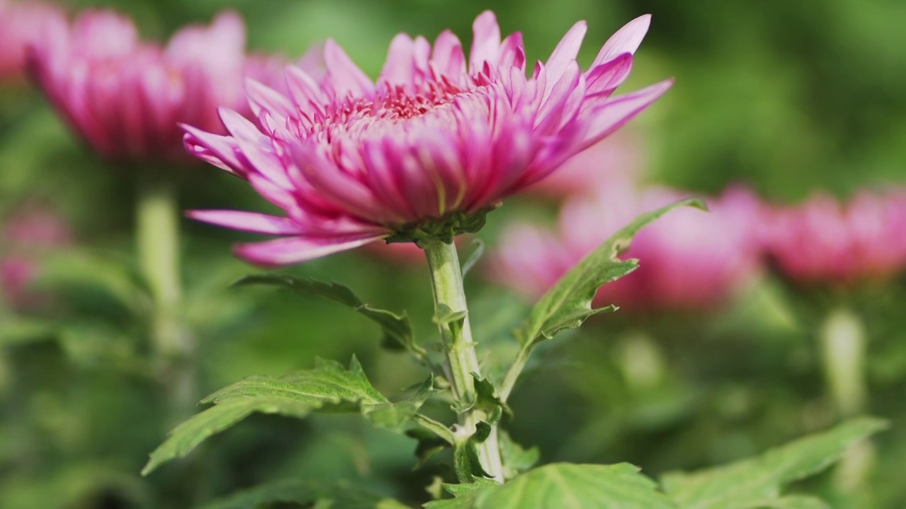 唯美菊花素材空镜头视频素材