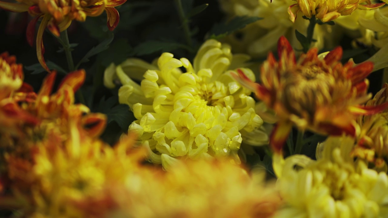 唯美菊花素材空镜头视频素材