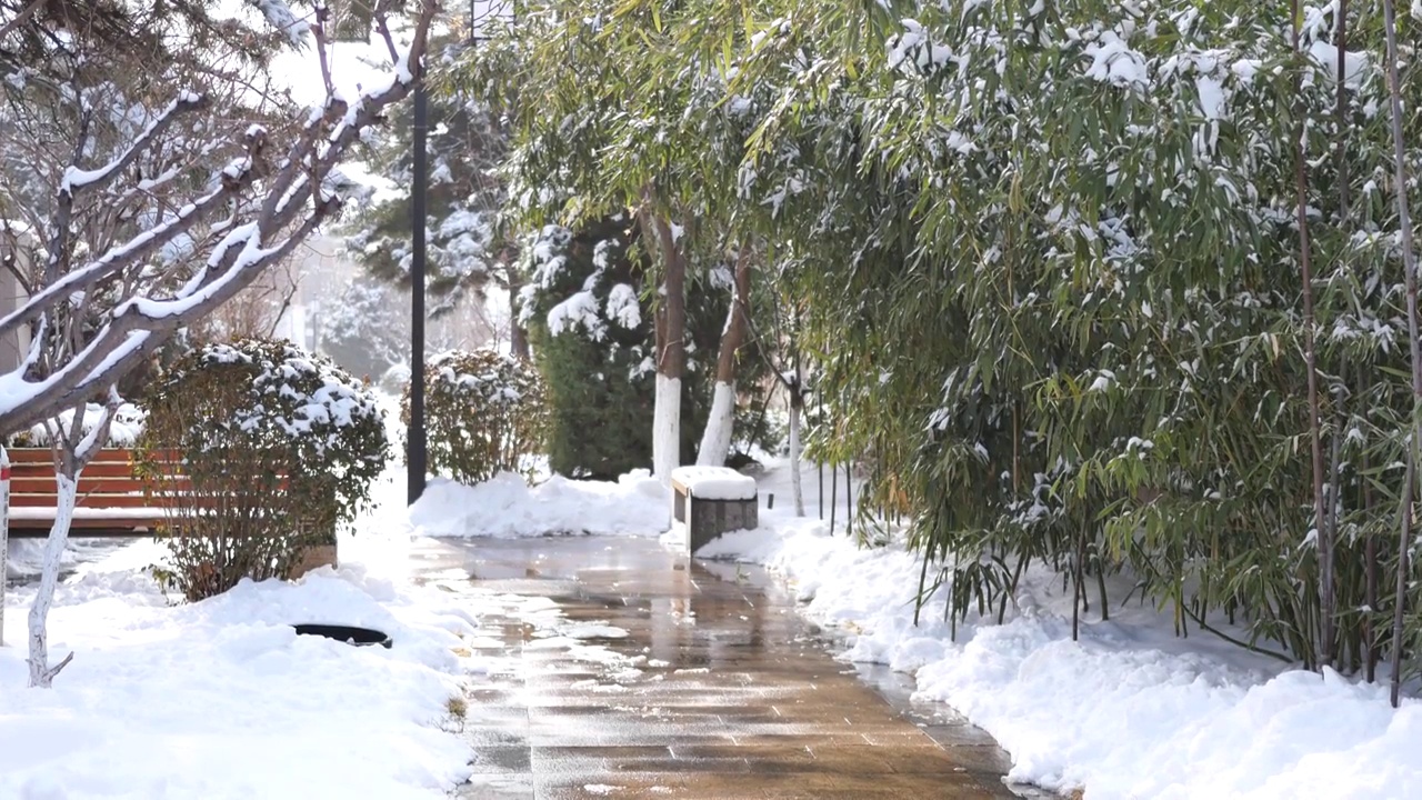 小路边竹林树叶上的雪开始消融视频素材