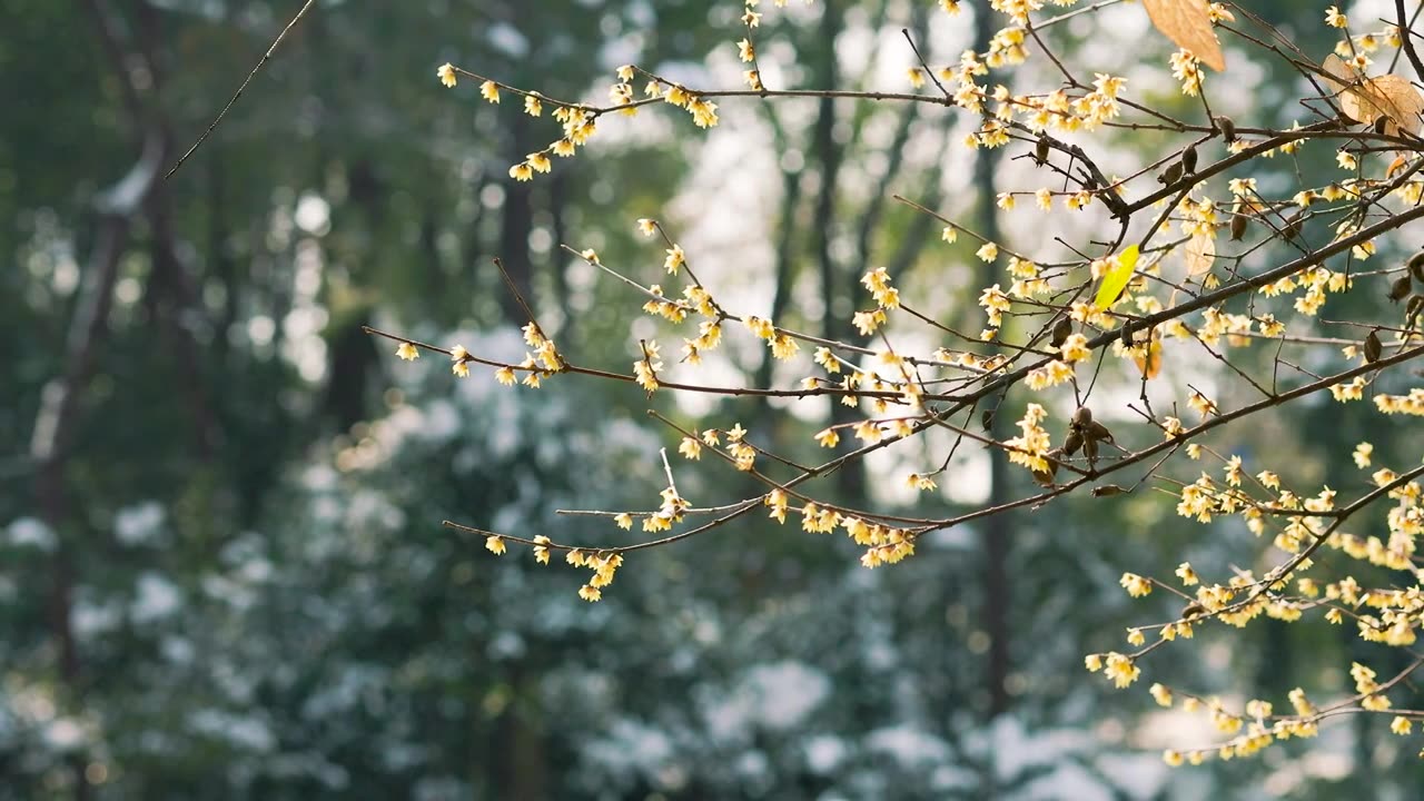 雪后阳光下的腊梅花枝视频素材