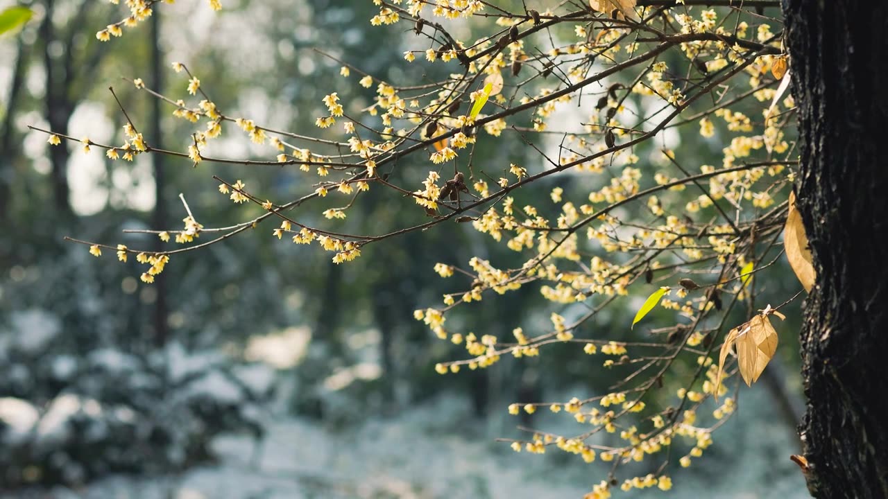 雪后阳光下的腊梅花枝视频素材