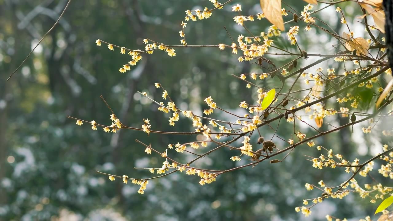 雪后阳光下的腊梅花枝视频素材