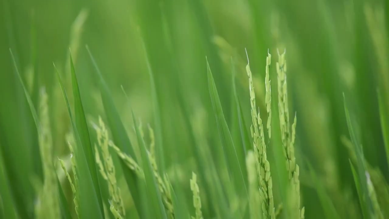 稻田青色水稻视频素材