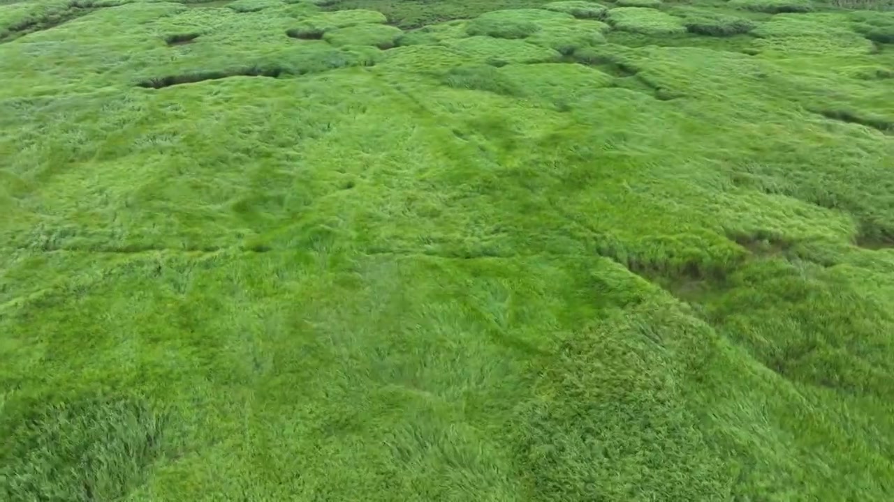 风吹过绿色的草地视频素材