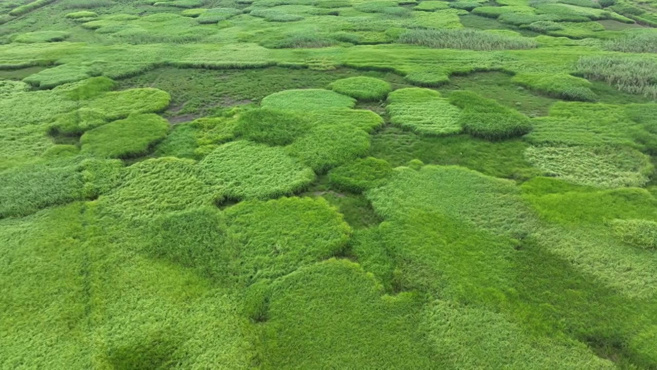 航拍湿地公园草地视频素材