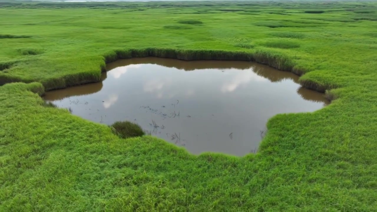 航拍湿地公园草地视频素材