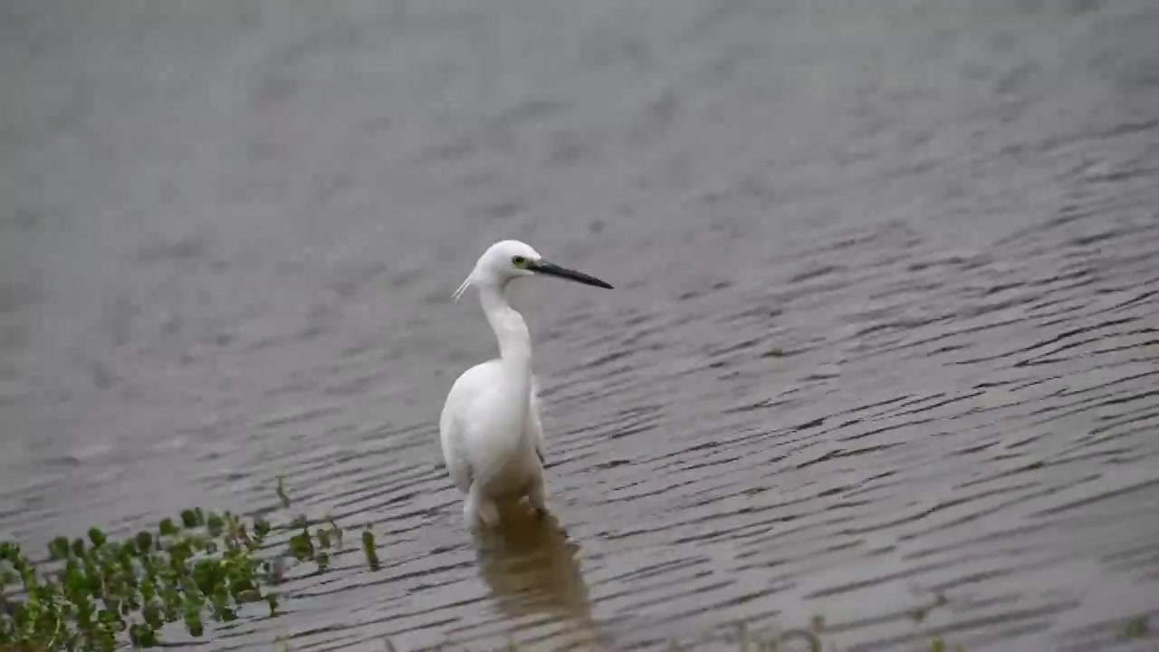 一只小白鹭在湖边觅食视频素材