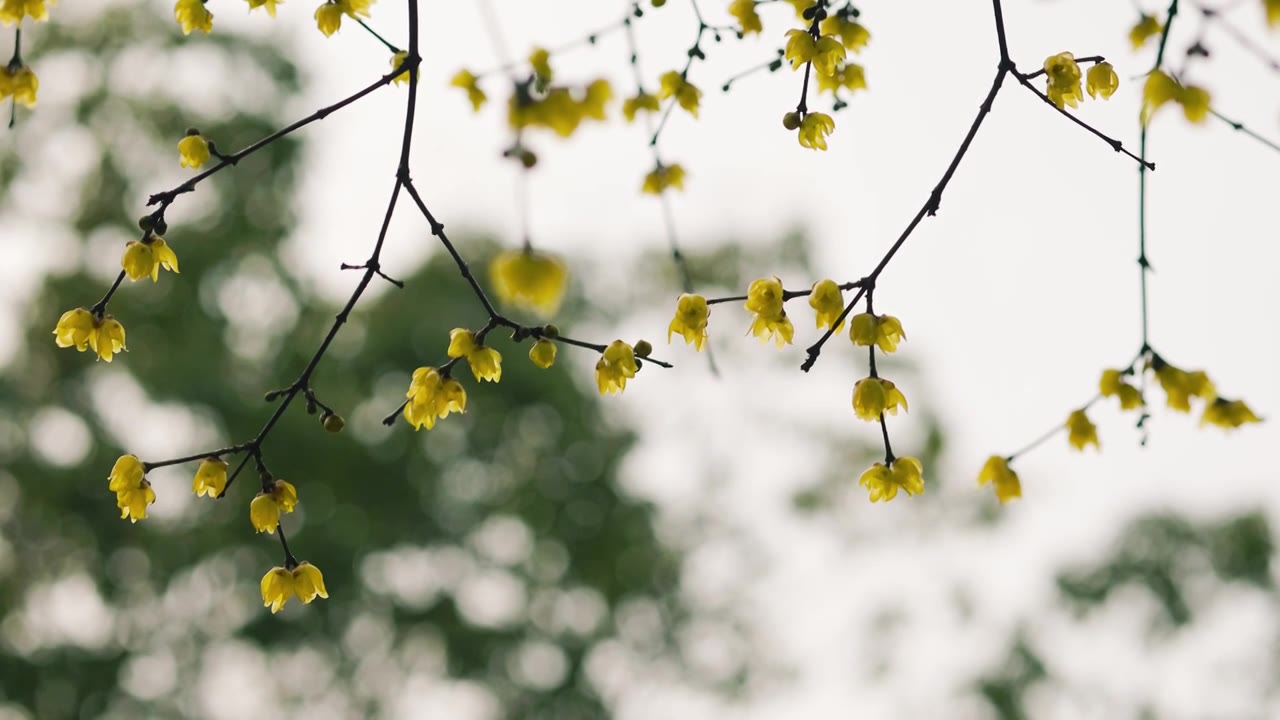 阳光下低垂的腊梅花枝视频素材