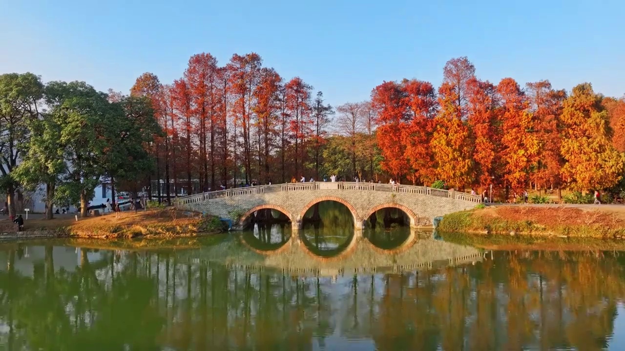 广州华南国家植物园落羽杉航拍视频素材