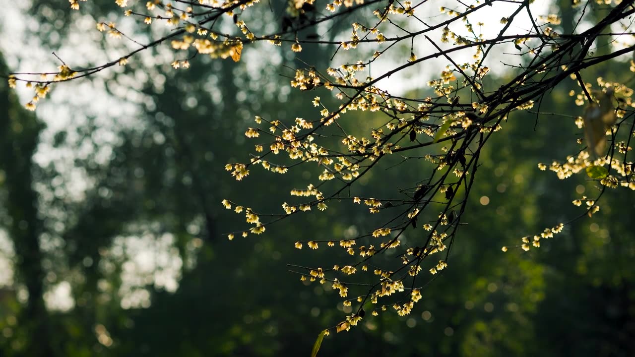 逆光下的腊梅花枝视频素材