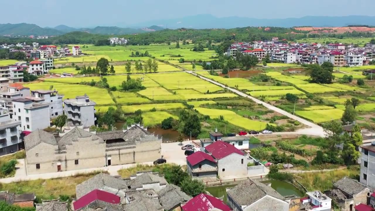 航拍吉安文陂稻田视频素材