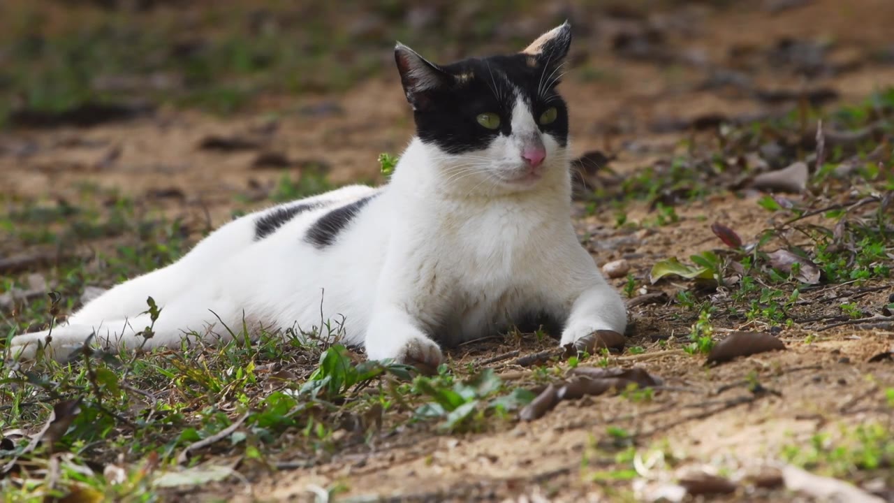 一只黑白色的猫在躺在地上休息视频素材